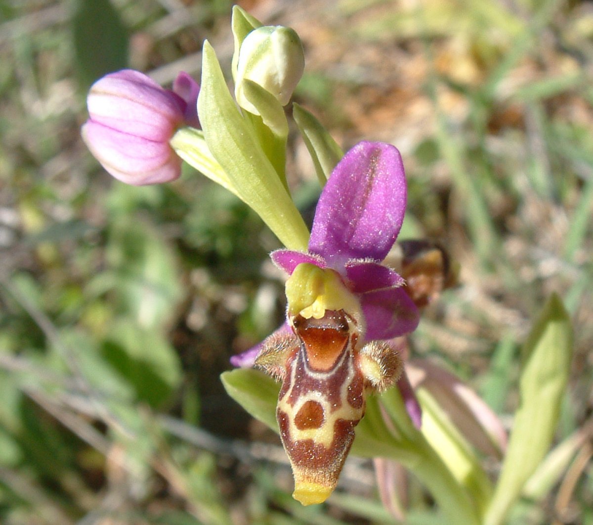 Ultime orchidee per quest''anno - Dalla Grecia con passione